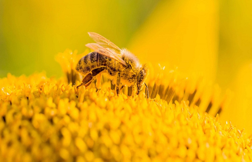 The Buzz around Bee Removal: Why Professional Services are a Must for Safe Bee Extermination